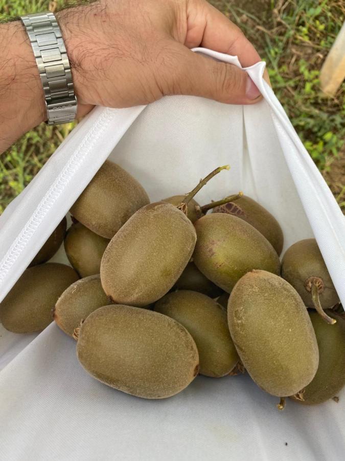 Tenuta Fasanarella Battipaglia Ngoại thất bức ảnh